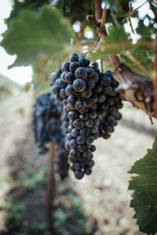 Vollreife Cabernet Sauvignon Trauben 