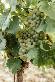 Grüner Veltliner Trauben, Weingut Christoph Hess, Burgenland, Neusiedl am See