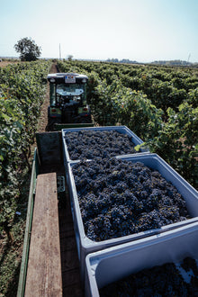 Geerntete Trauben am Anhänger im Weingarten Weingut Christoph Hess Neusiedl am See Burgenland