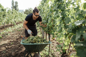 Christoph Hess beim Weißwein Ernten, Neusiedl am See