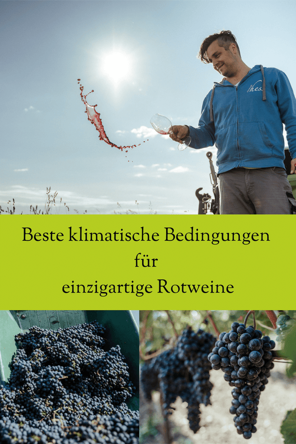 Rotwein Zweigelt Neusiedlersee DAC Reserve Jahrgang 2021