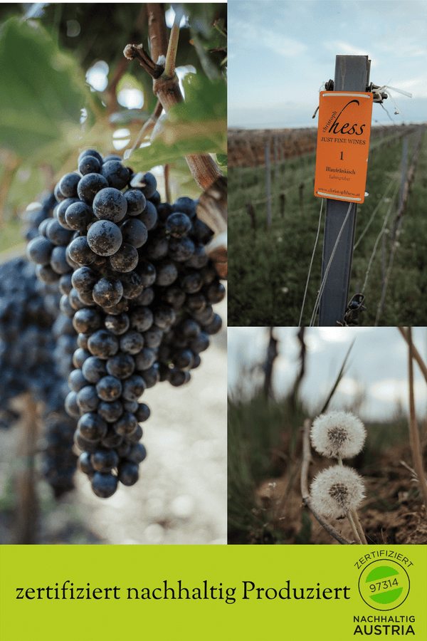 Weinverkostung mit Kellerführung