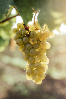 Weißweintraube, freihängend im Weingarten