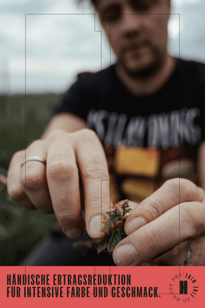 ROTWEIN ZWEIGELT NEUSIEDLERSEE DAC JAHRGANG 2024