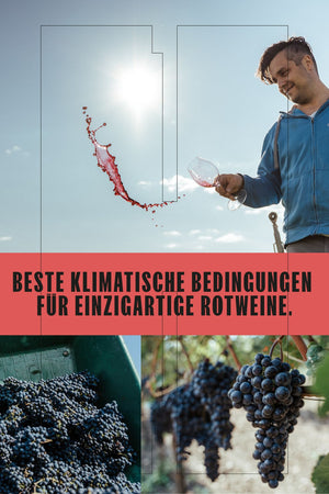 ROTWEIN ZWEIGELT NEUSIEDLERSEE DAC JAHRGANG 2024