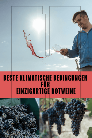 ROTWEIN ZWEIGELT NEUSIEDLERSEE DAC JAHRGANG 2024