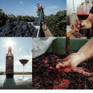 Fotokollage Rotwein Produktion; Bild von geernteten Trauben mit Christoph Hess, Rotweinmaische, Beautyshot Zweigelt