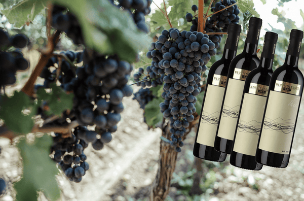Wein des Monats Jänner 2023 Zweigelt Neusiedlersee DAC Reserve