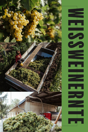 WEIßWEIN CUVÈE "SEE UND SONNE" JAHRGANG 2025