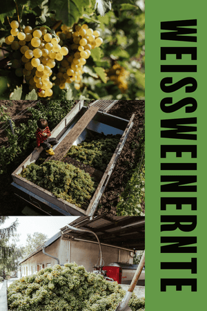 WEISSWEIN WELSCHRIESLING JAHRGANG 2025