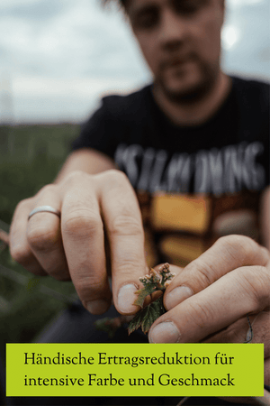 Händische Ertragsreduktion für intensive Farbe und Geschmack