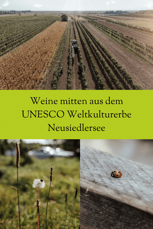 Weine mitten aus dem UNESCO Weltkulturerbe Neusiedlersee